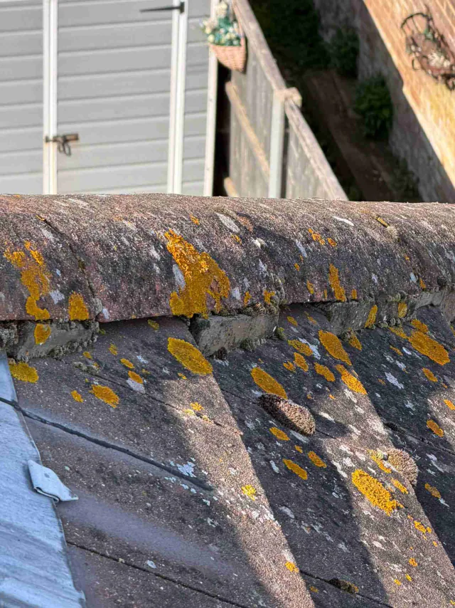 Lichen on roof tiles