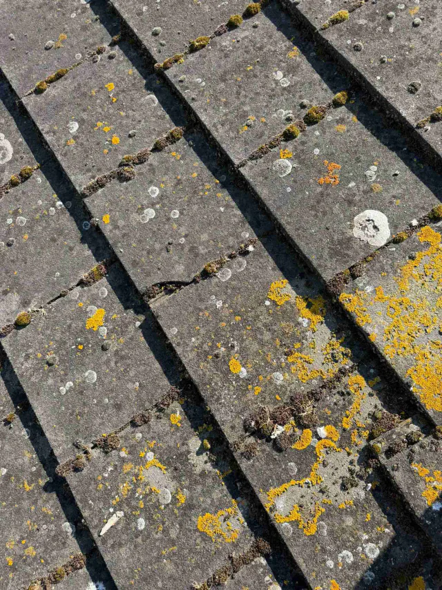 Lichen on roof tiles