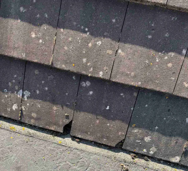 Lichen on roof tiles