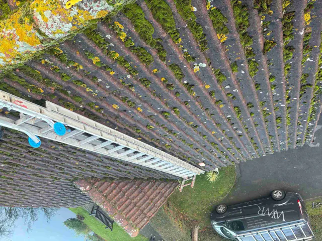 Moss on tiled roof slopes