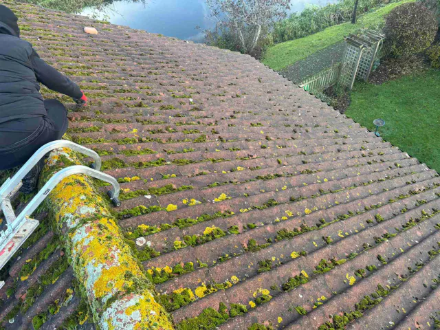 Moss on tiled roof slopes