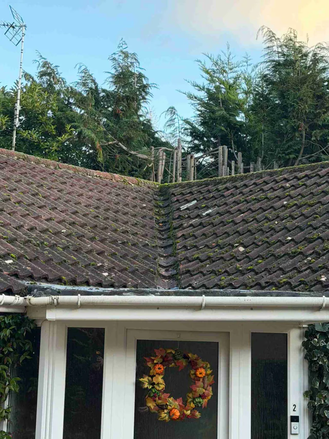 Tiled bungalow roof viewed from the garden