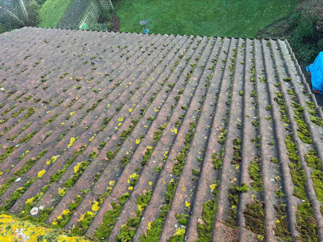 Moss on tiled roof slopes